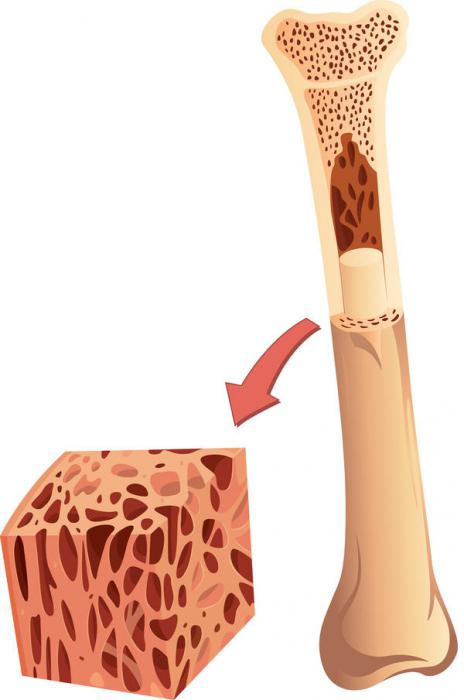 cellule del midollo osseo rosso