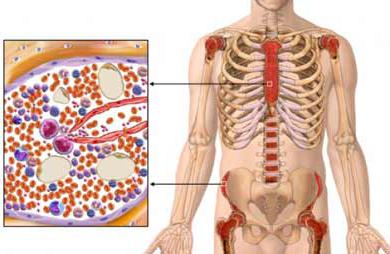 funzione del midollo osseo rosso