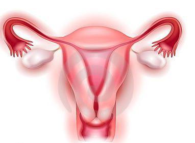 Ženský reprodukční systém