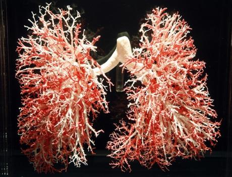 Dihalni organi za žuželke
