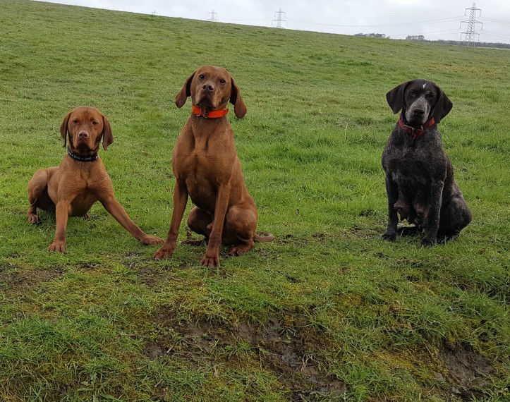 tri pse na travniku