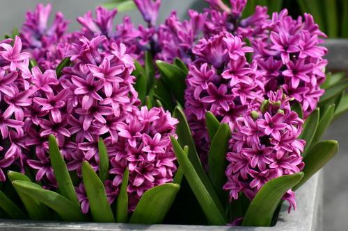 květiny hyacint