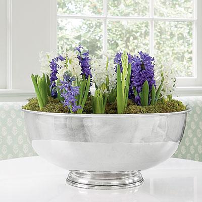 domácí květiny hyacint