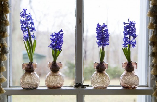 hyacint v hrnci, jak se starat doma