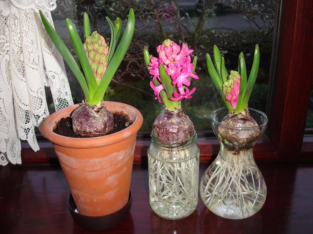 hyacinty výsadby a péče v hrnci