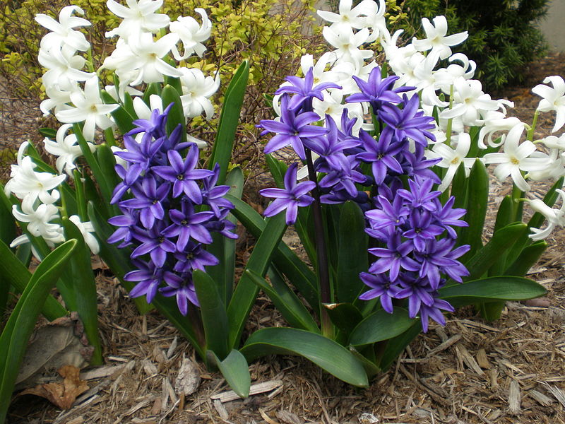 hyacinth doma v loncu