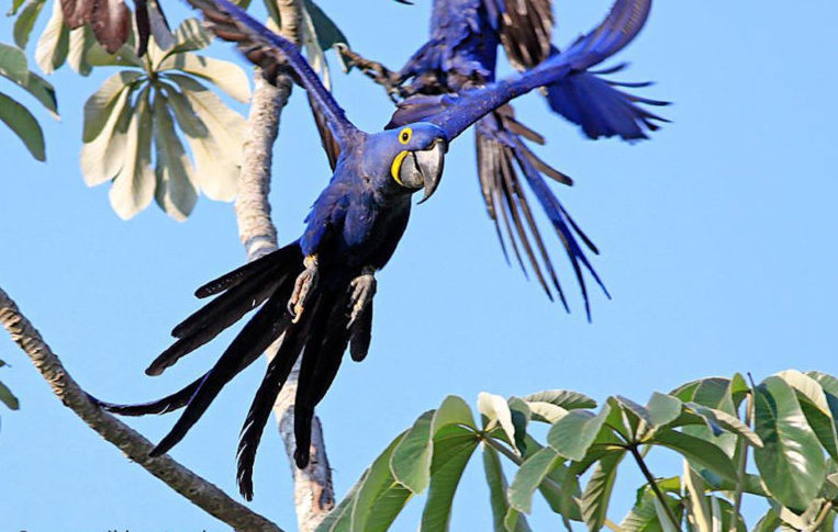 Parrot křídla