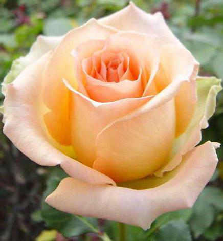 ruža Versilia