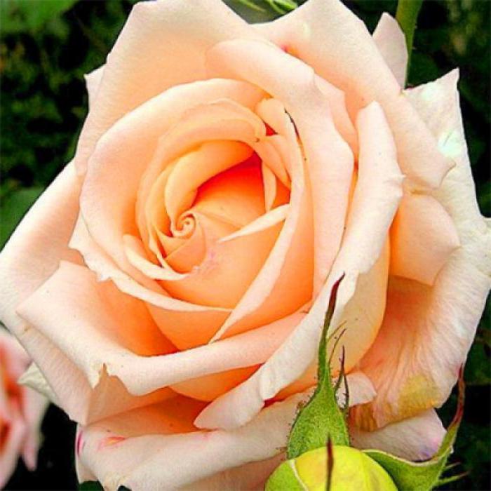 роза Версилия ревюта