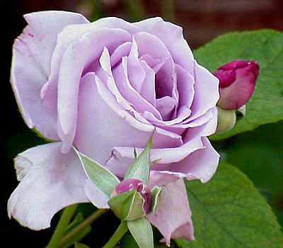 hybrydowe róże herbaciane