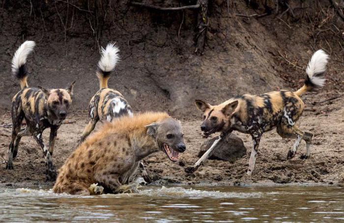 hyena pes