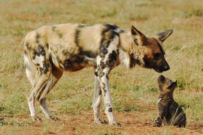 hyenoidní popis psů