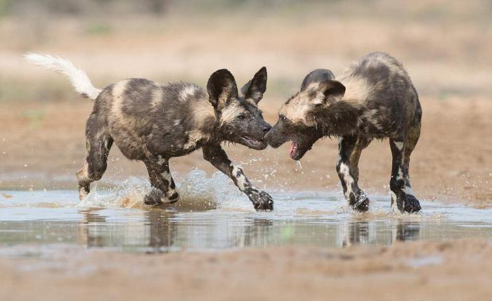 habitat dei cani hyenoid