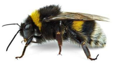 снимка на пчелите