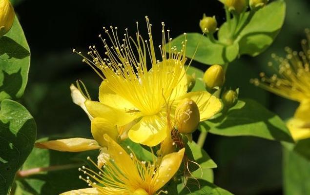 Приложението на билки от жълт кантарион