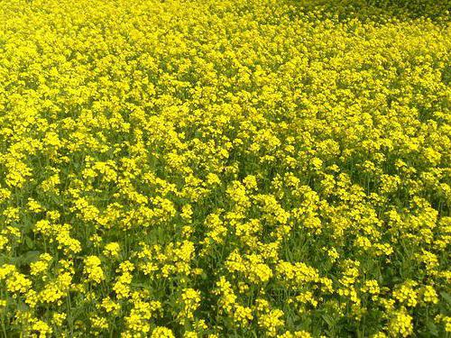 Трева за жълт кантарион