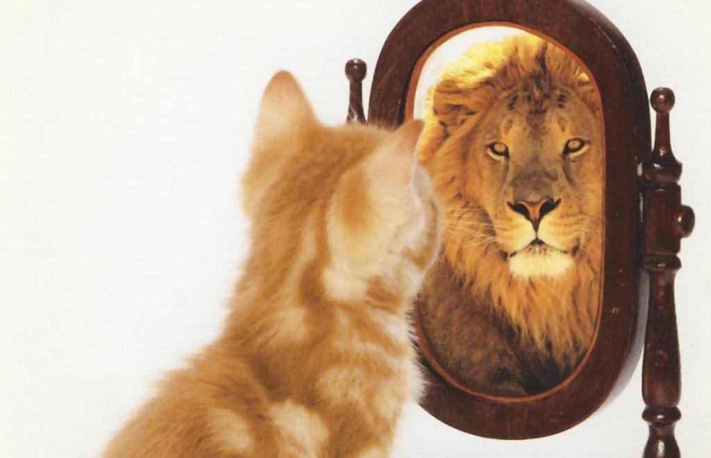 Mačka vidi u ogledalu lava