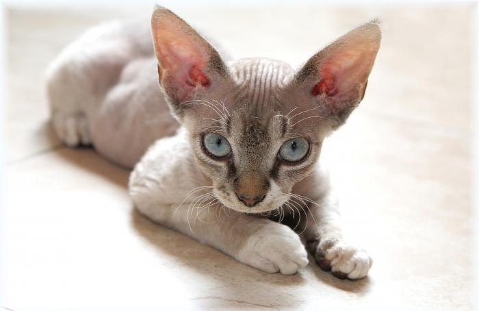 хипоалергенна котка снимка