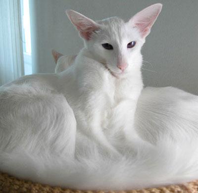 хипоалергенна снимка на порода котки