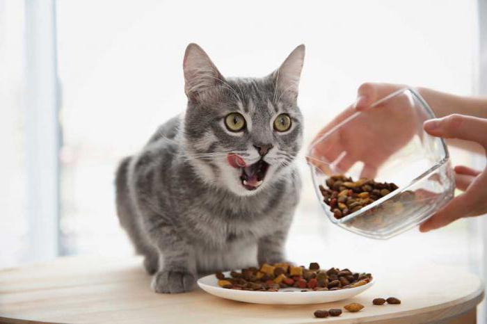 hypoalergenní hodnocení kočičích potravin