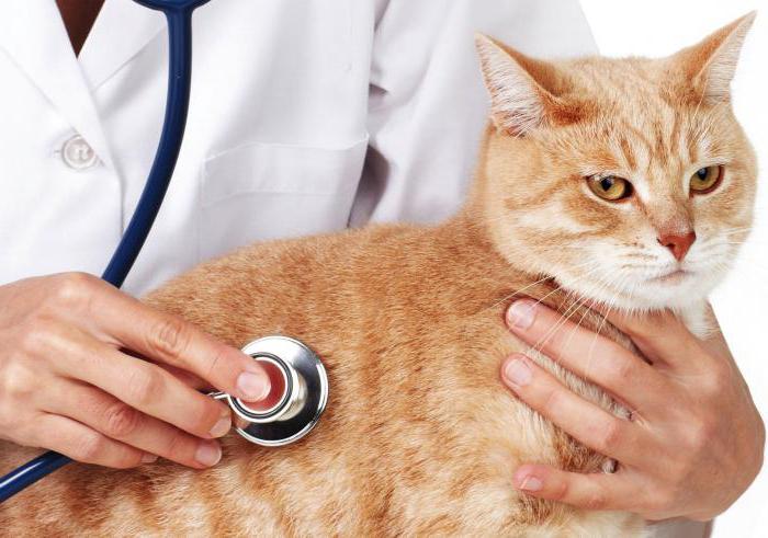 Хипоалергена храна за мачке, ветеринари