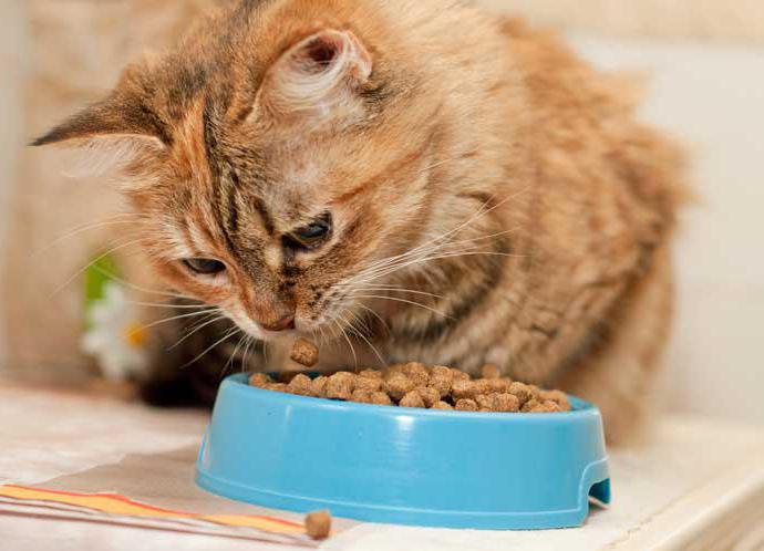 Hipoalergijske ocene suhe hrane za mačke