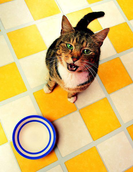 Хипоалергена храна за мачке роиал цанин ревиевс