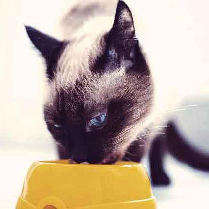 hrana naše blagovne znamke hypoallergenic za mačke pregledi