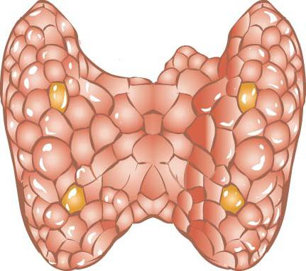 ghiandola tiroidea