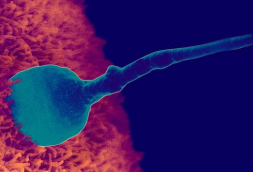 колко сперматозоид живее