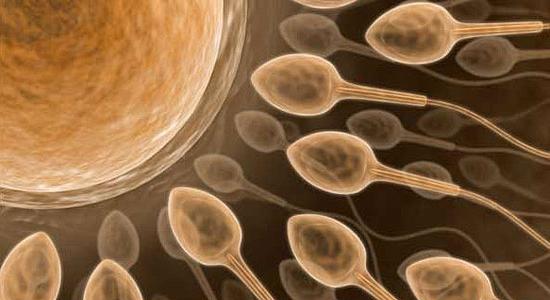 quanti spermatozoi