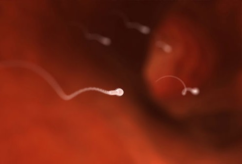 колко дни живее сперматозоида