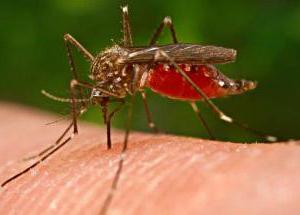zašto komarac svrbi