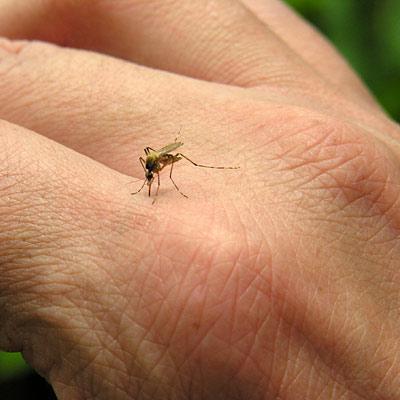 zakaj je ugriz komarjev