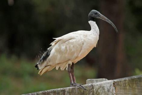 Opis ibis