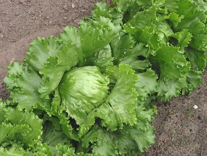 uzgoj ledene salate