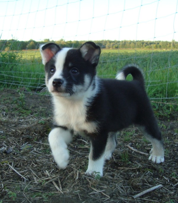 Исландско овчарско кученце с черно-бял цвят