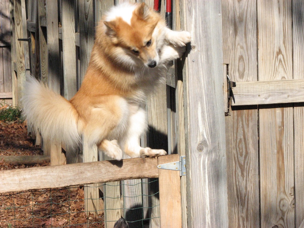 Pes bude šplhat přes plot