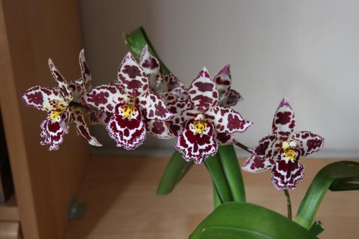 орхидеята е разцъфнала какво да прави по-нататък