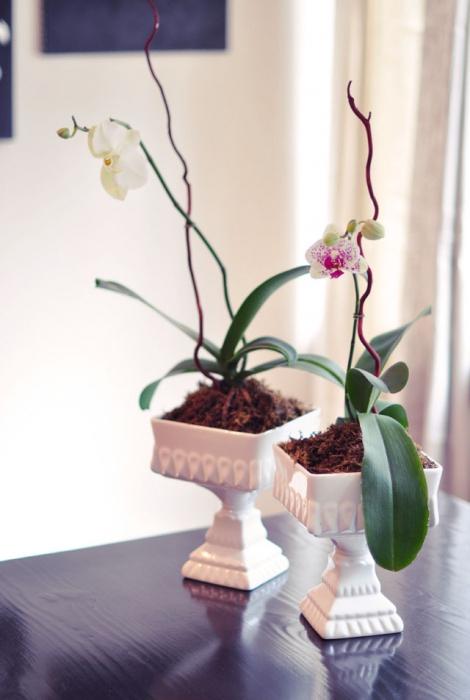 орхидеја је процветала
