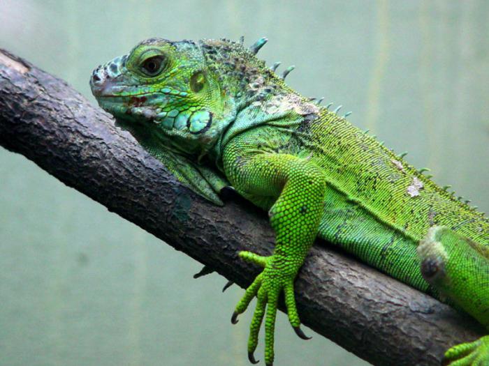 iguana zelená
