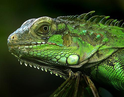 iguana animale