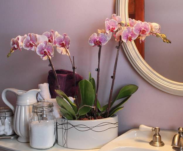 v domácích orchidejích se rozmnožilo co dělat