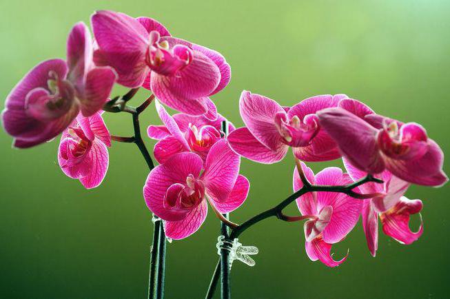 V orhideji, ki je vzgojila črne črte, kaj početi doma