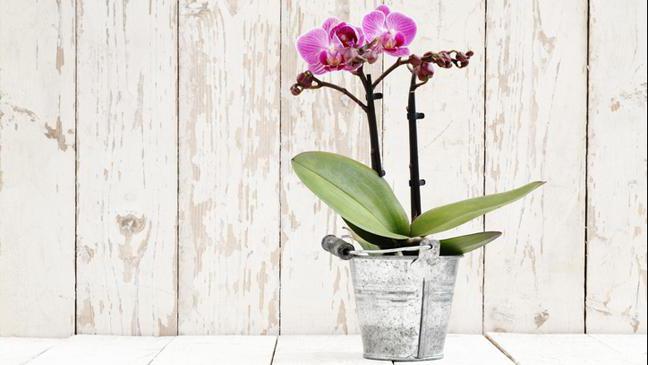 V orchidejí jsou černé mušky, co dělat a jak se s nimi rychle zbavit