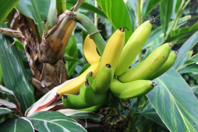 banánový strom