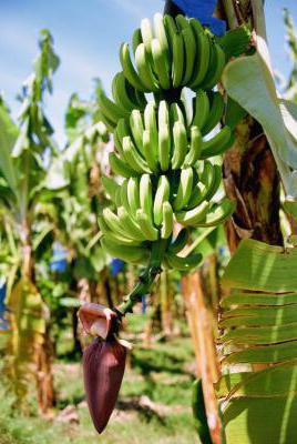 palma bananowa