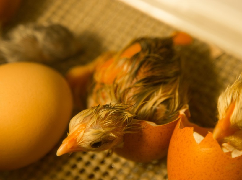 Inkubacija pilećeg jaja