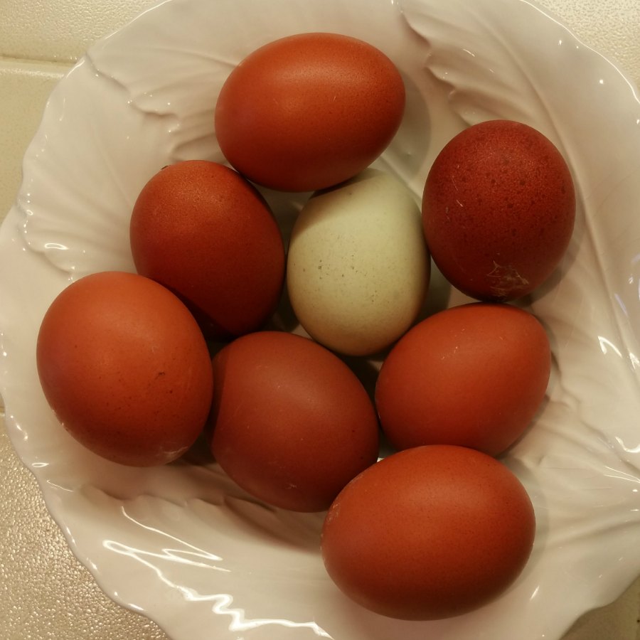 Uova di pollo liscio