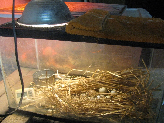inkubace vajec z křepelčů